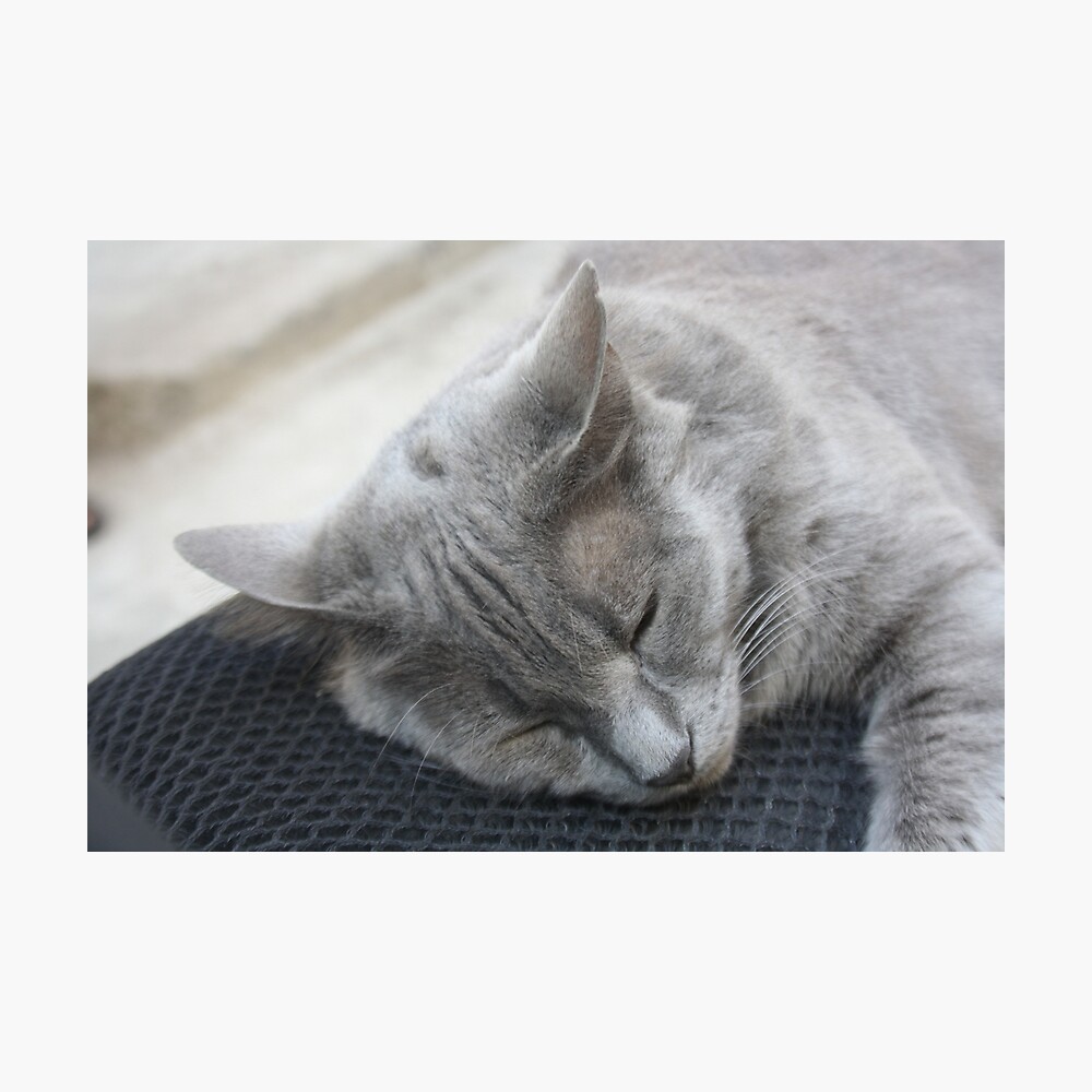 beautiful grey cat