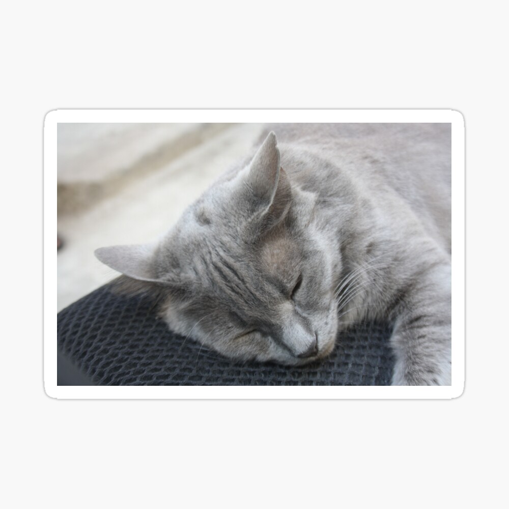 small grey cat