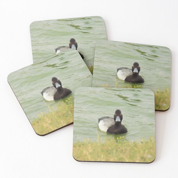 Item preview, Male Lesser Scaup (Aythya affinis) Front View designed and sold by Inuyasha907.