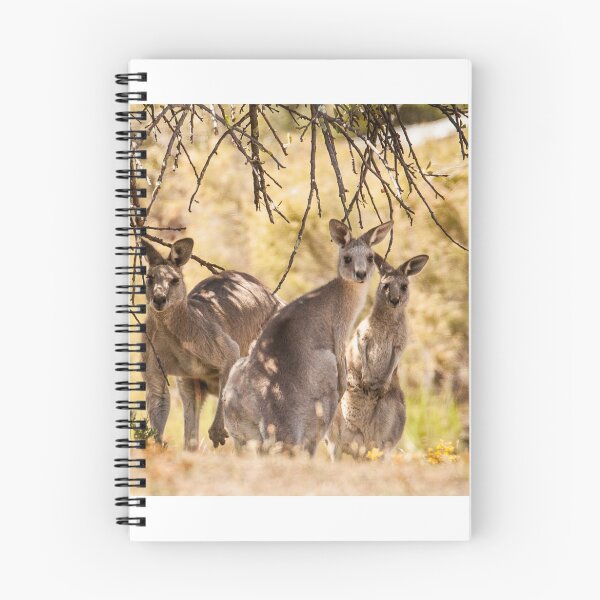 Item preview, Kangaroos designed and sold by Jeanne Kinninmont.