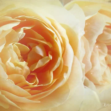 Artwork thumbnail, Golden Roses by wallarooimages