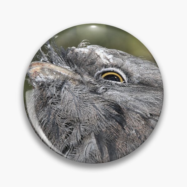 Item preview, Tawny Frogmouth Resting designed and sold by Carole-Anne.