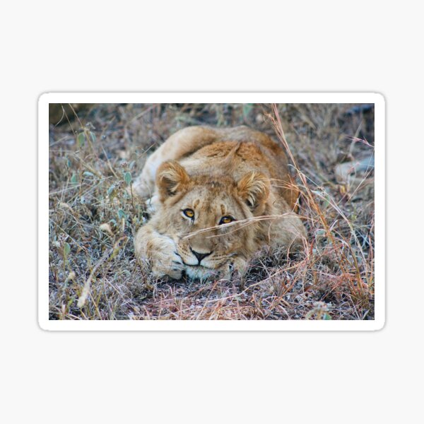 Item preview, African Lion designed and sold by oliverdejonghe.