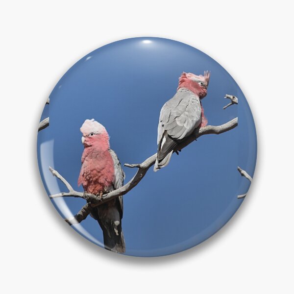 Item preview, Australian Galahs at Yourambulla designed and sold by Carole-Anne.