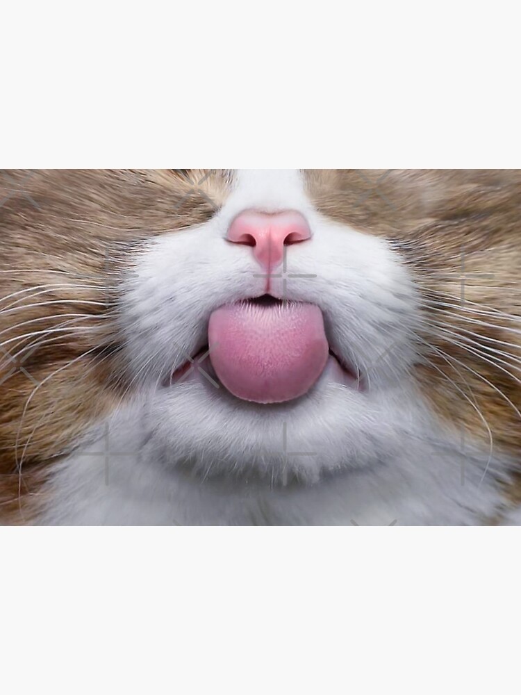 "Cat Nose and Mouth Cute and Funny Animal Medical Face Masks 11