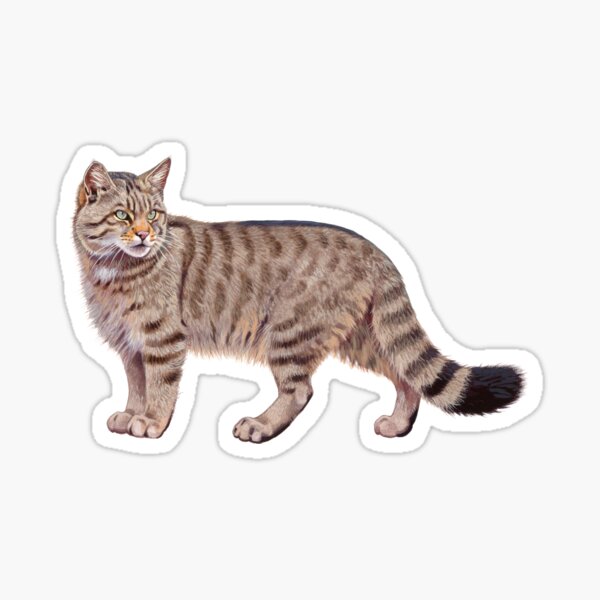 European Wild Cat Sticker