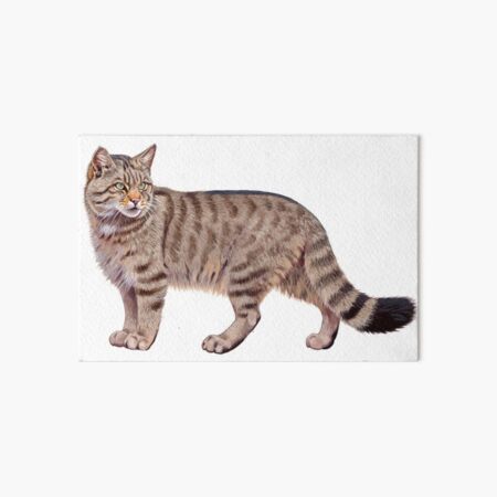 European Wild Cat Art Board Print