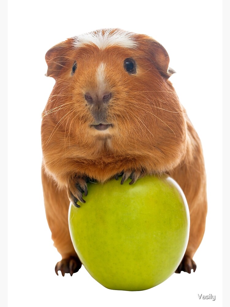 guinea pig apple