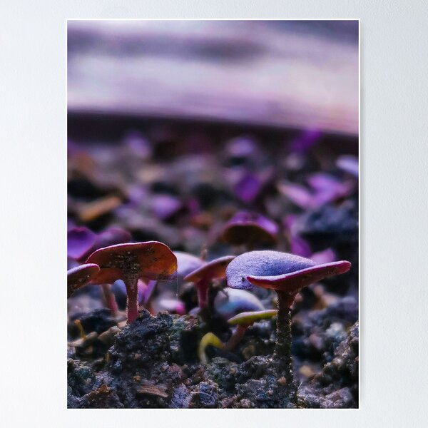 Item preview, Basil in Nature, Young Purple Basil - Close up designed and sold by Elvis Berisa.