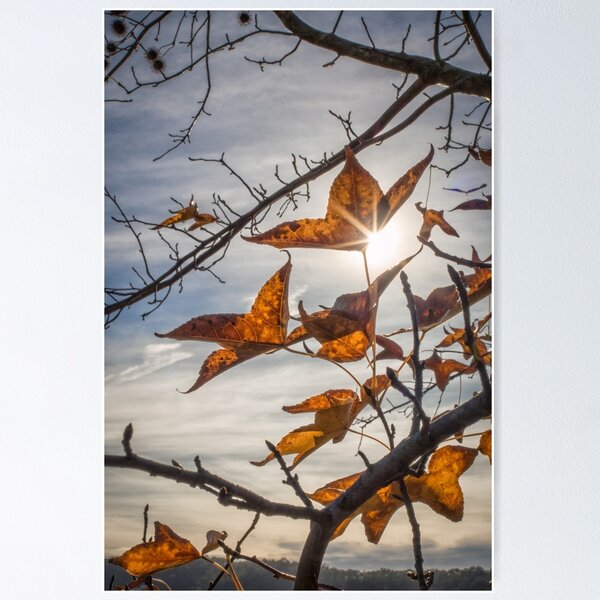 Item preview, Winter Light designed and sold by kalegna.