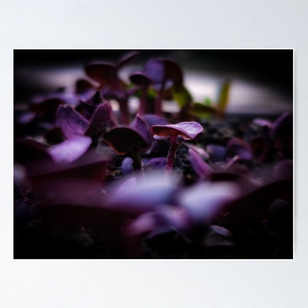 Item preview, Photography Basil violet - Close up designed and sold by Elvis Berisa.