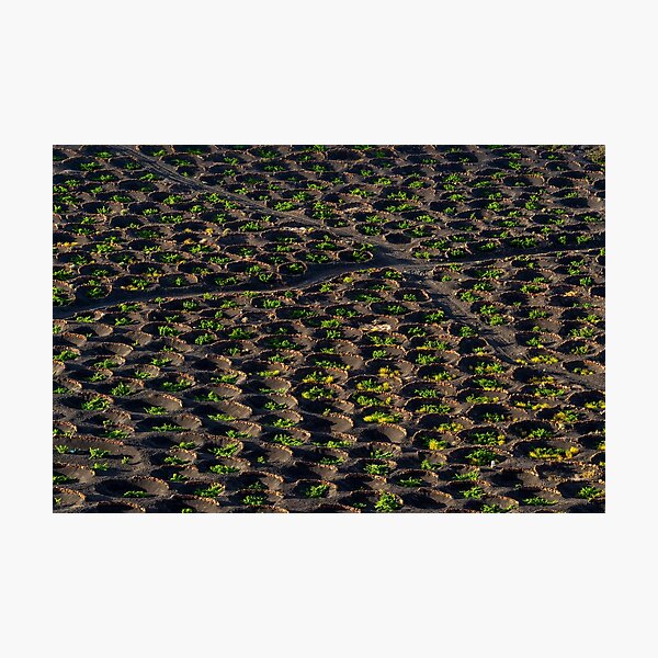 Item preview, La Geria in Lanzarote designed and sold by iCimages.net.