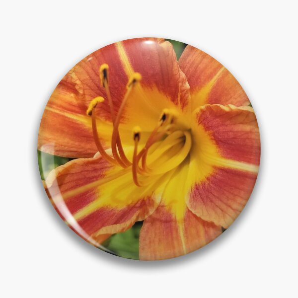 Item preview, Day Lily Close Up designed and sold by MooseDogPhotos.