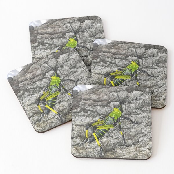 A brightly coloured grasshopper nymph Coasters (Set of 4)