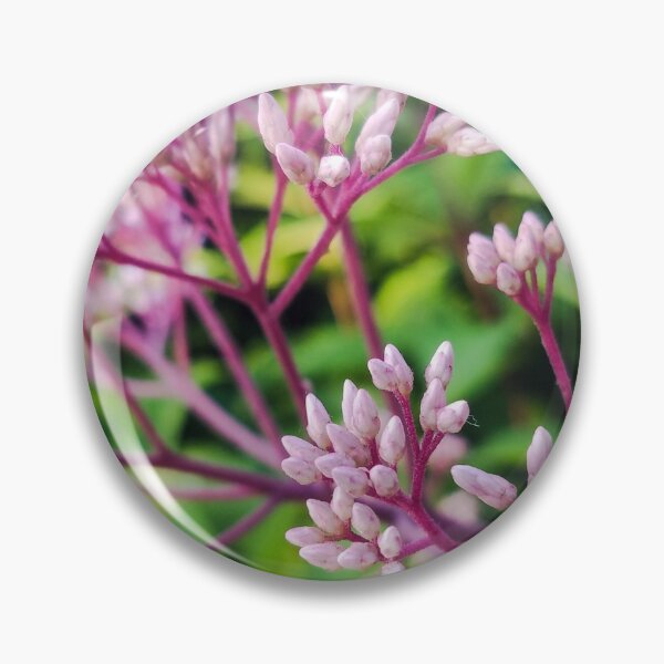 Item preview, Joe Pye Buds Close Up designed and sold by Erika Thomas.