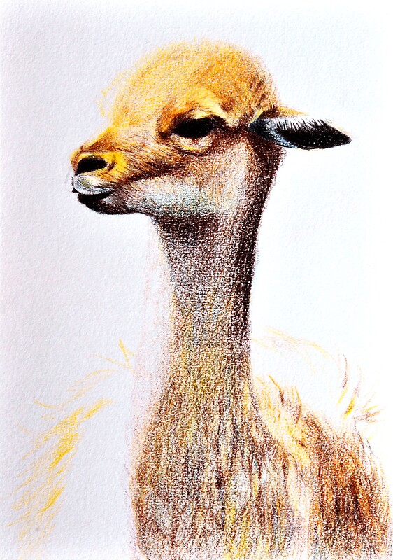 Lama Drawing: Canvas Prints | Redbubble