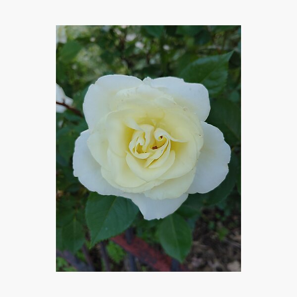 Item preview, Yellow rose designed and sold by Drgnfly4free.