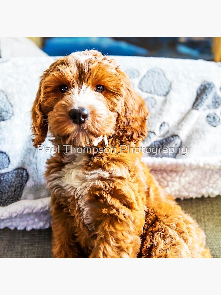 cockapoo pillow