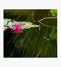 Pink Water Lily Photographic Print