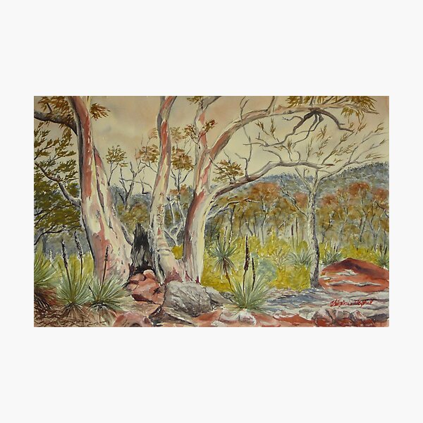 Item preview, Charred tree, Dutchmans Stern NP, Flinders Ranges designed and sold by Virginia  Coghill.
