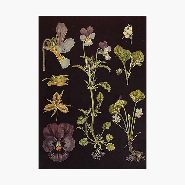 vintage flowers Photographic Print