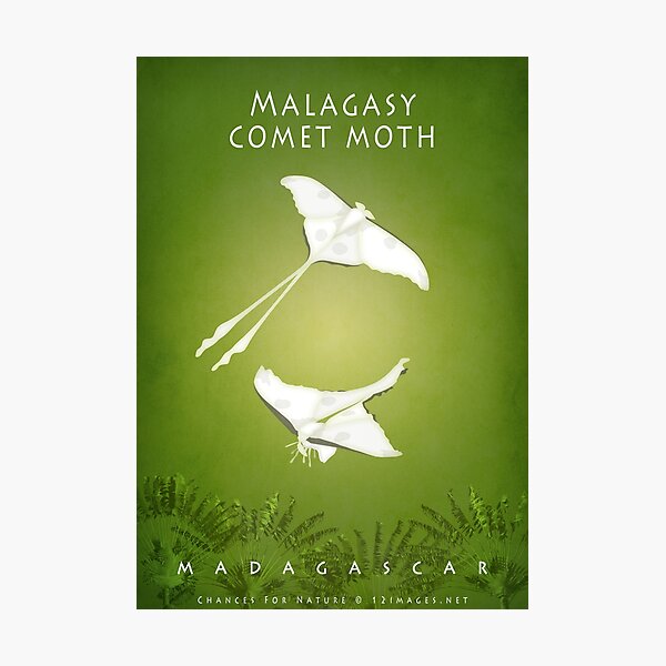 Malagasy comet moth Madagascar wildlife Photographic Print