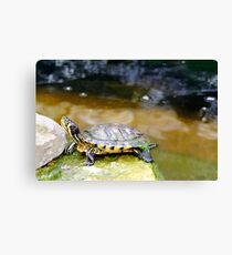 Yellow Bellied Slider Turtle Canvas Print