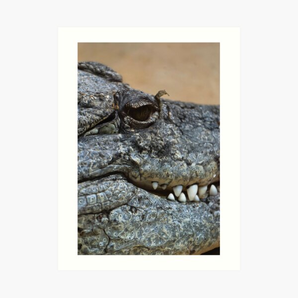 Crocodile Art Print