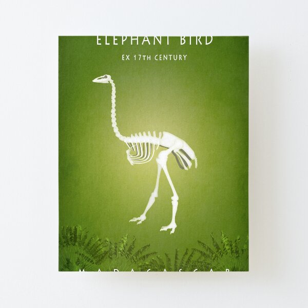Elephant bird Madagascar wildlife Canvas Mounted Print
