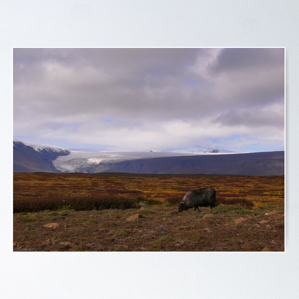 Item preview, Iceland: Black Sheep designed and sold by Curlyf.