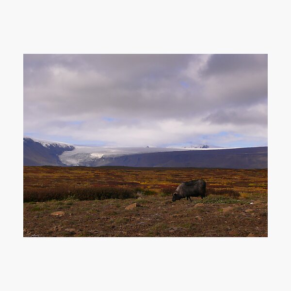 Item preview, Iceland: Black Sheep designed and sold by Curlyf.