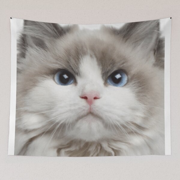 Item preview, funny cat ragdoll cat face designed and sold by kalimiro.
