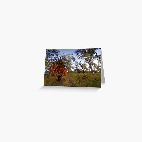 Cycads at dawn, Carnarvon National Park, 18 April 2012. Greeting Card