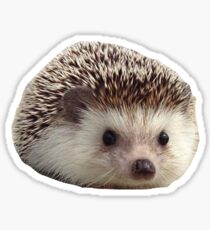 Hedgehog Sticker