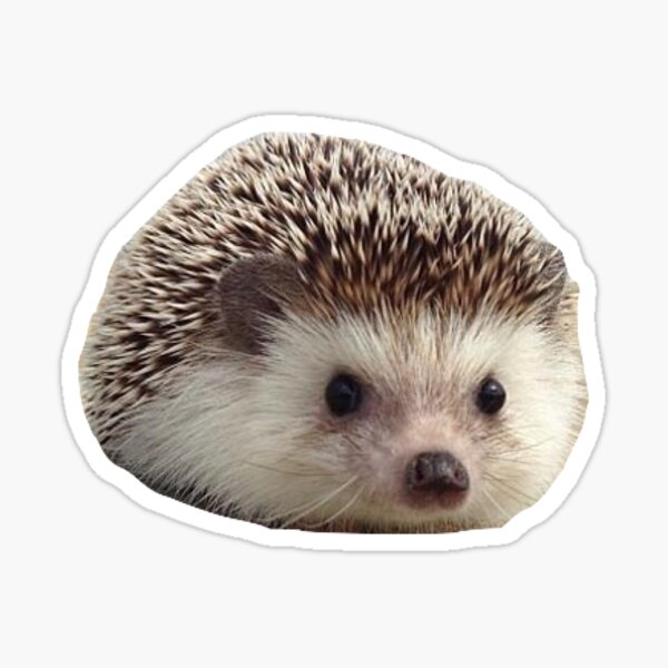 Cute Hedgehog Sticker