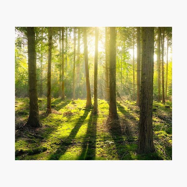Item preview, SUNSHINE IN THE FOREST designed and sold by Eston Kamau.