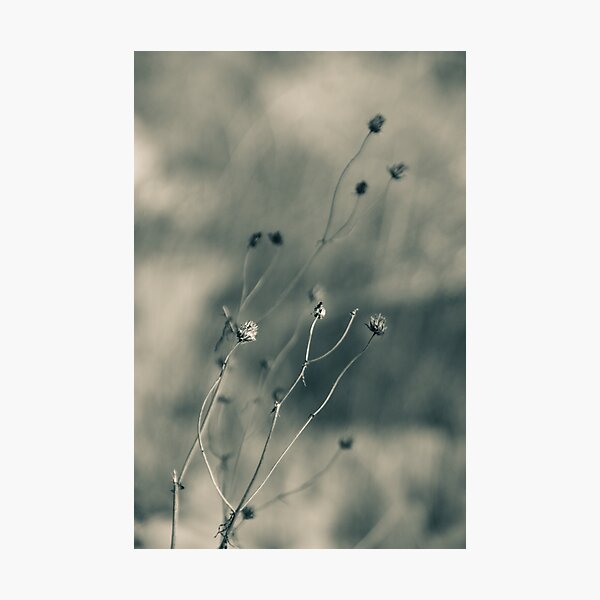Time is fleeting - Irwin Prairie Nature Preserve Photographic Print