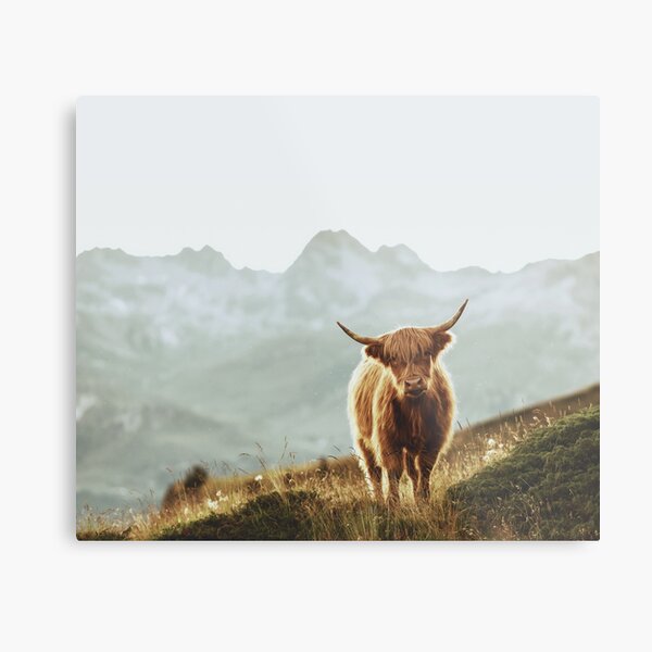 Highland Cow - Vintage Style Metal Print