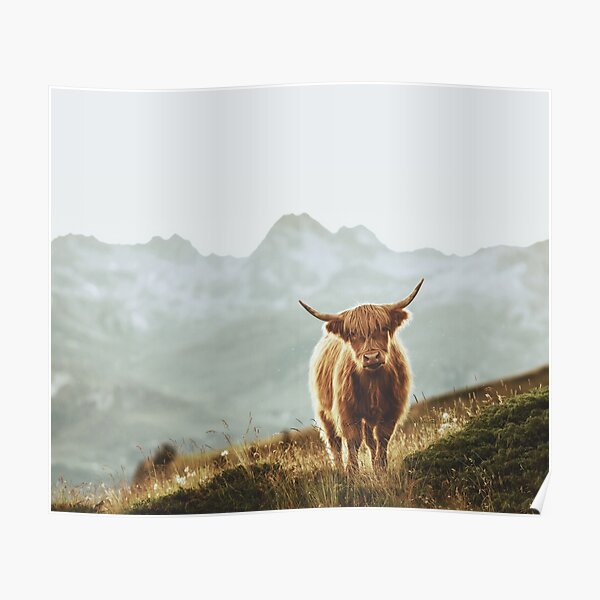 Highland Cow - Vintage Style Poster