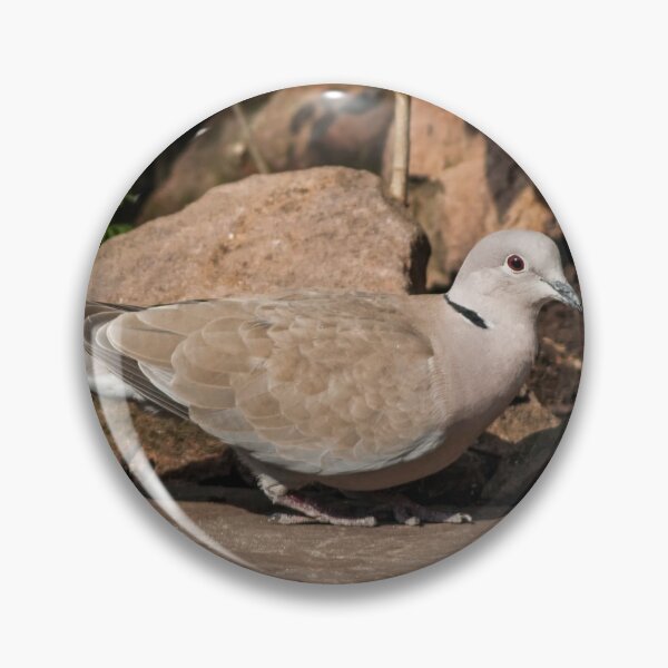 Item preview, Collared Dove on Stone Patio designed and sold by shane22.