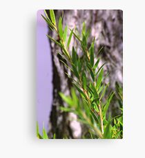 Bottle-brush Canvas Print