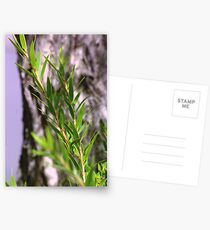 Bottle-brush Postcards