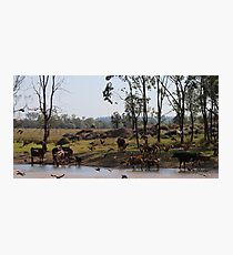 QLD waterhole - birds and cattle Photographic Print