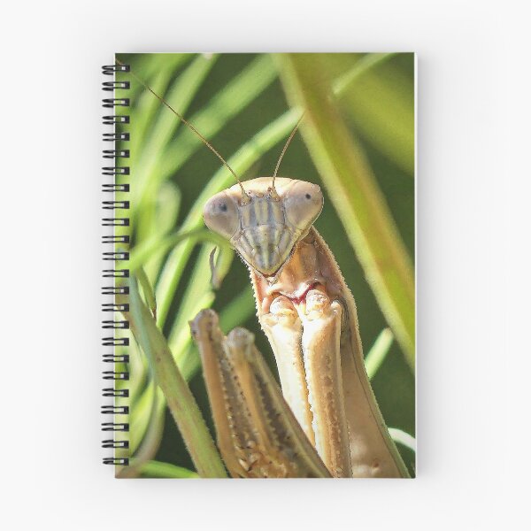 Item preview, Praying Mantis designed and sold by Frankie Cat Photography.