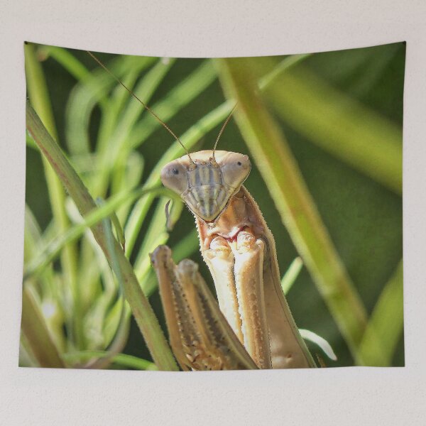 Item preview, Praying Mantis designed and sold by Frankie Cat Photography.