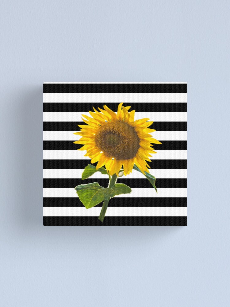 black and white striped sunflower