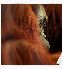 Primate Poster