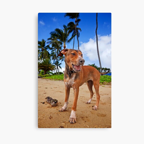 All in a day’s play Canvas Print