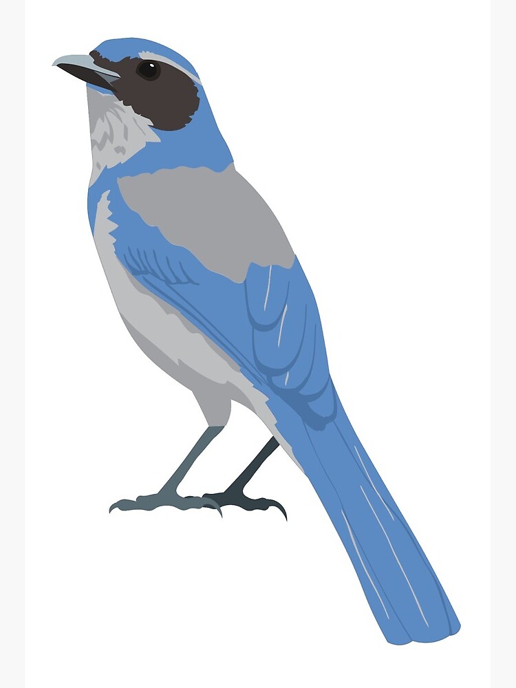  California Blue Jay Anime Baby Bird Lover Nature Enthusiast T- Shirt : Clothing, Shoes & Jewelry