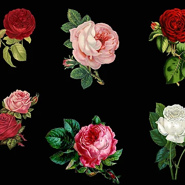 Artwork thumbnail, Beautiful Pattern 0f Roses by masterbones